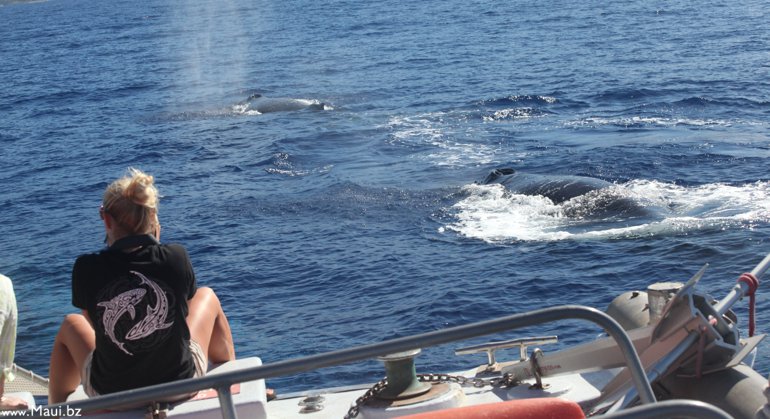 whales near boat