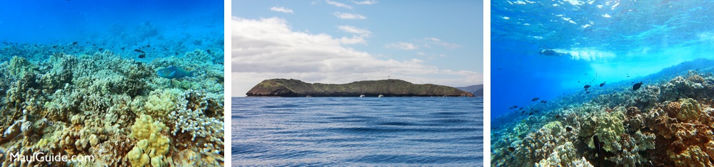 Molokini reef