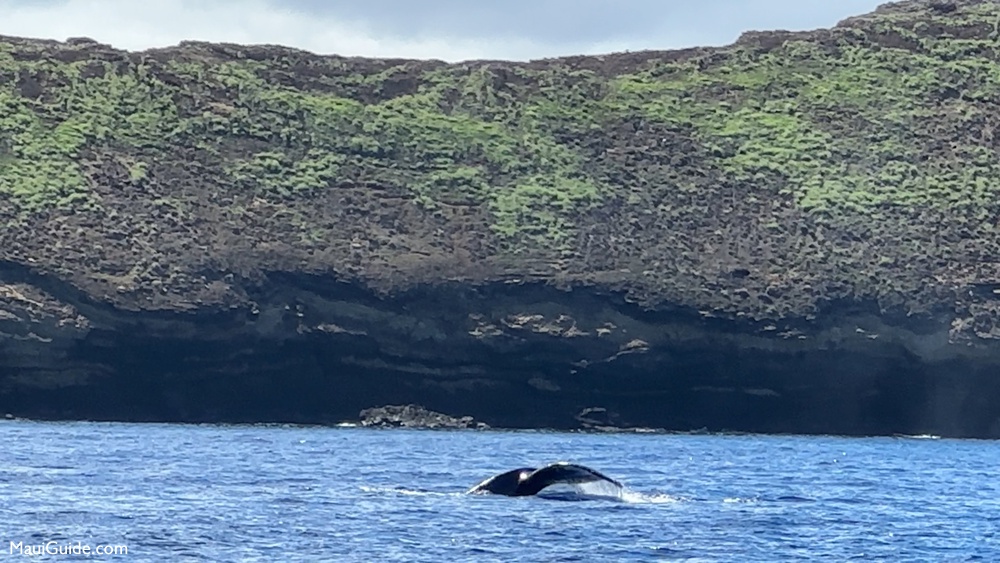 Molokini whale watching