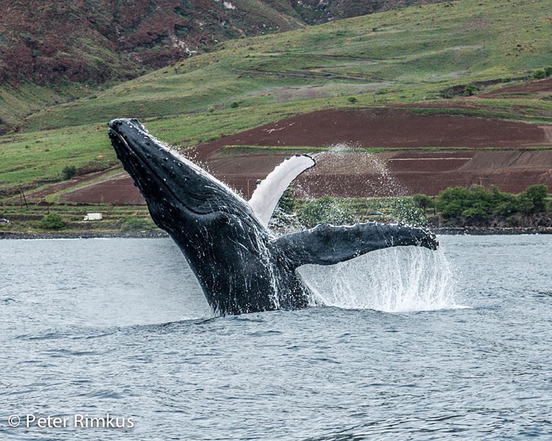 maui whale season