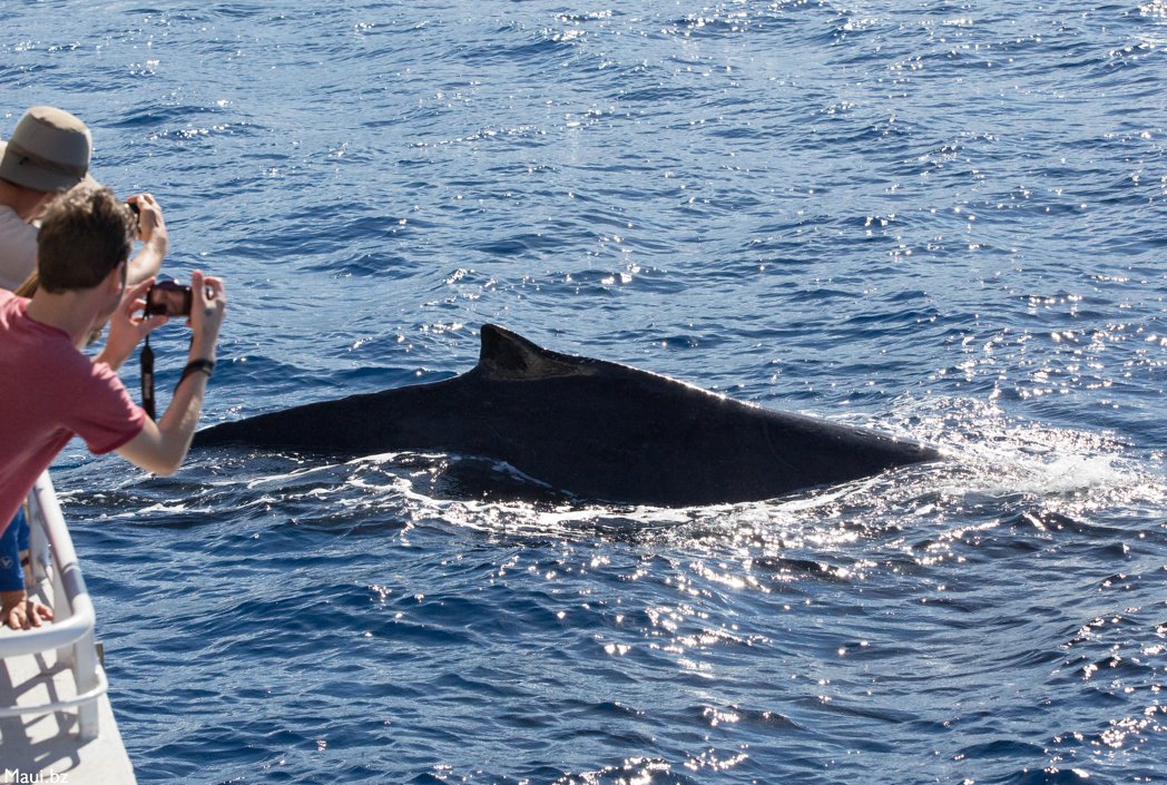 Maui Hawaii whales