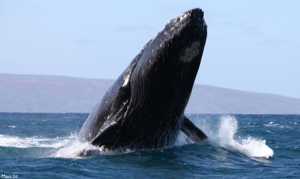 maui whale watching