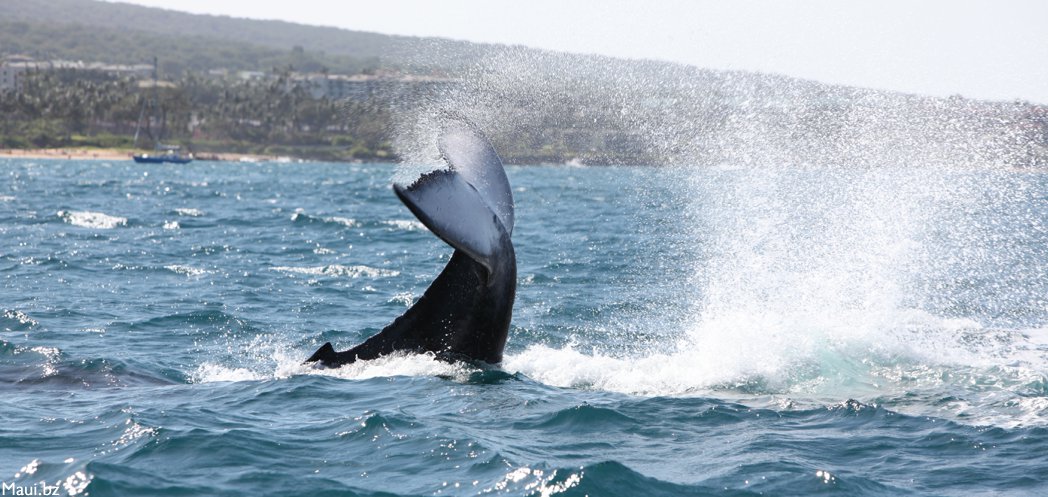 maui whale