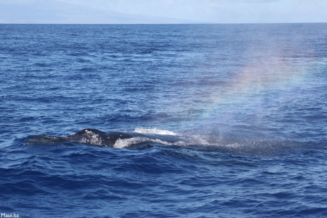 whale in Maui Hawaii