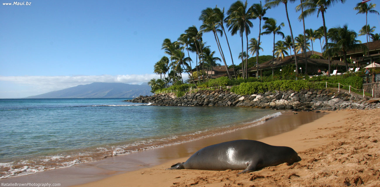 monk seal Napili Maui Hawaii