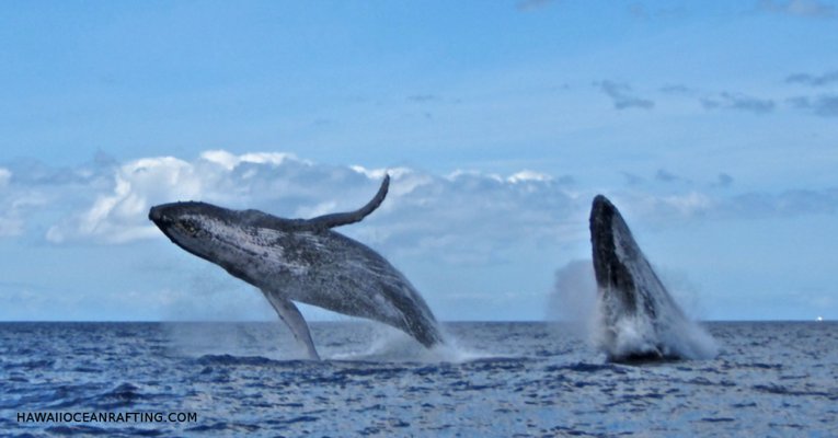 hawaii whales