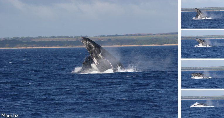 Hawaii whales