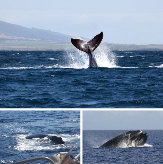 Our Whales Are Back! Humpback Whale Season on Maui, Hawaii