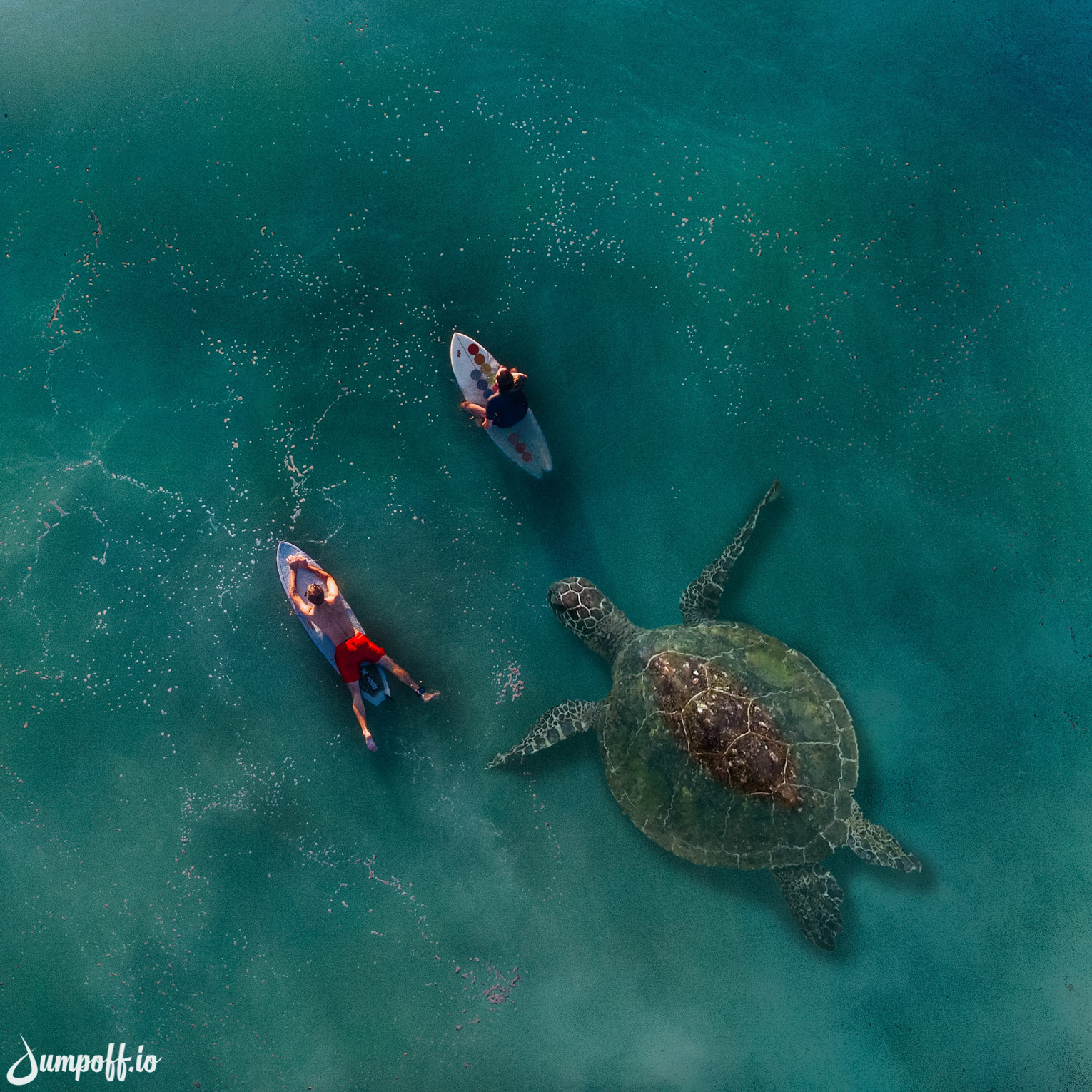 Giant Honu with surfers