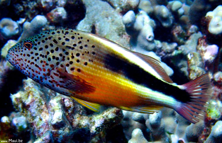 Maui Hawaii fish