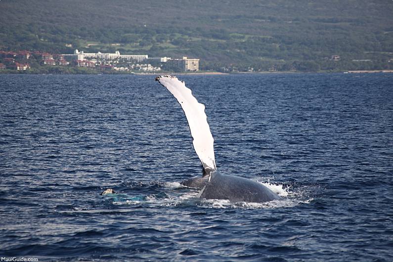 Maui Events Whale Fin