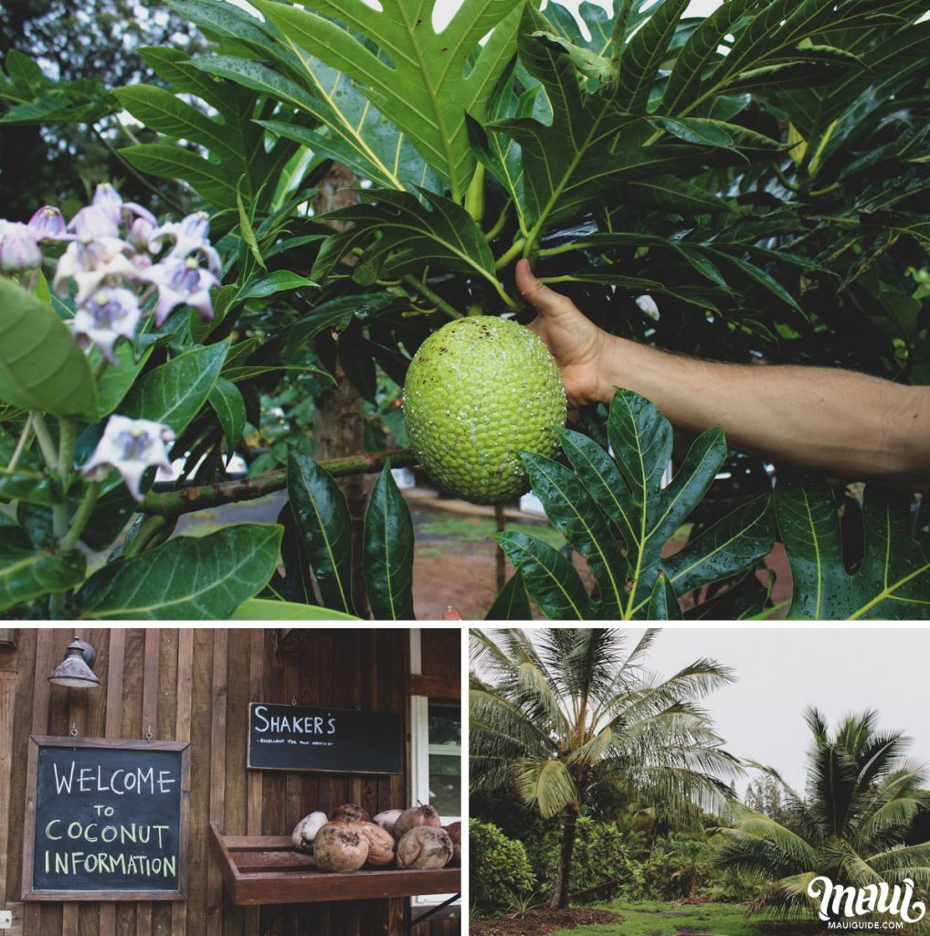 breadfruit at Maui farm