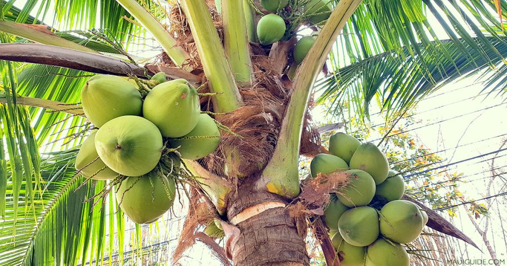 Coconut Information Farm