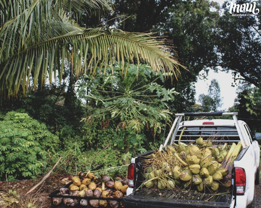 coconuts Maui Hawaii