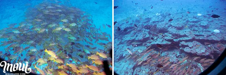 Atlantis Submarine Reef Fish