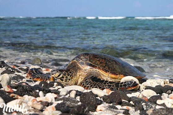 The Big Island of Hawaii - Map, Photos and Hawaii Information