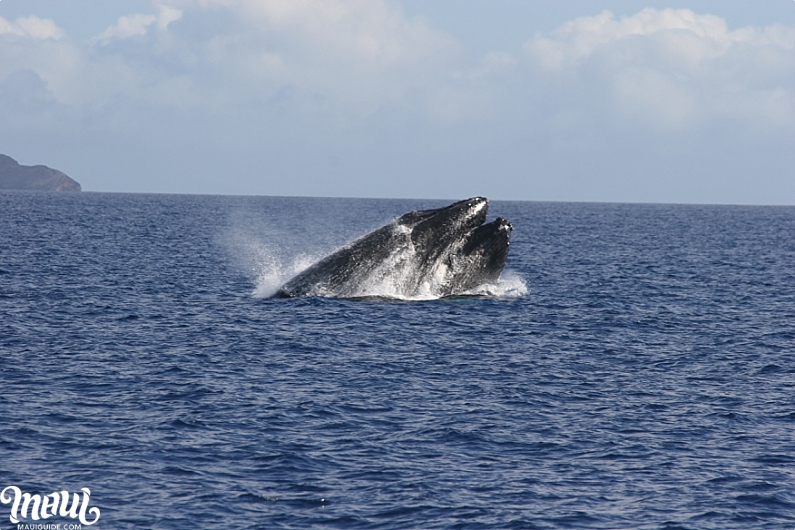 Kihei Whale Watch Tour