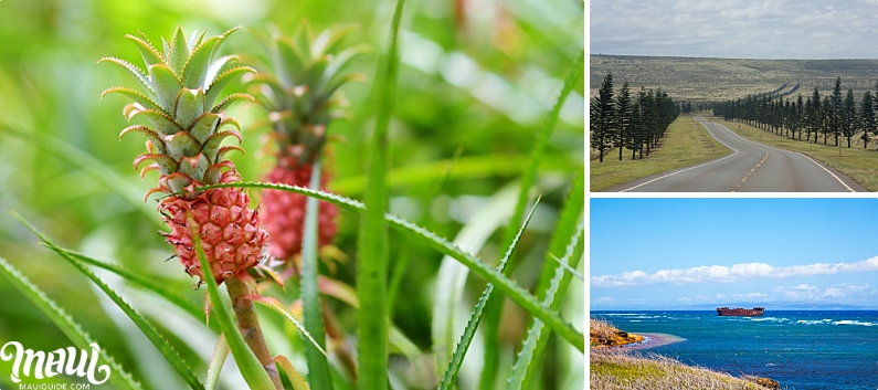 Pineapple and Lanai Sights