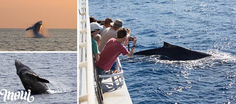 Maui Dinner Cruises Whale Watch