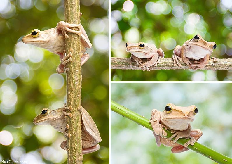 Hawaii Invasive Species Coqui Frog