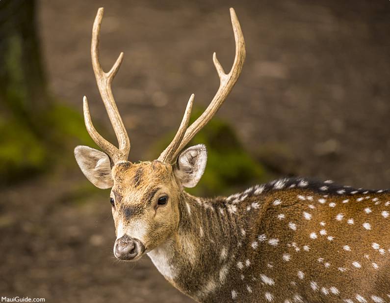 Hawaii Invasive Species Deer