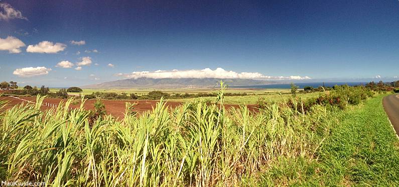 Hawaii Invasive Species Giant Reed