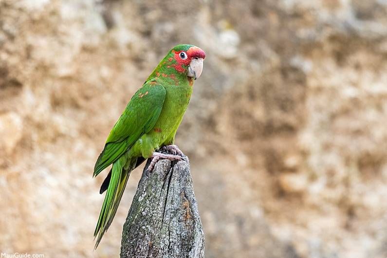 Hawaii Invasive Species Parrot