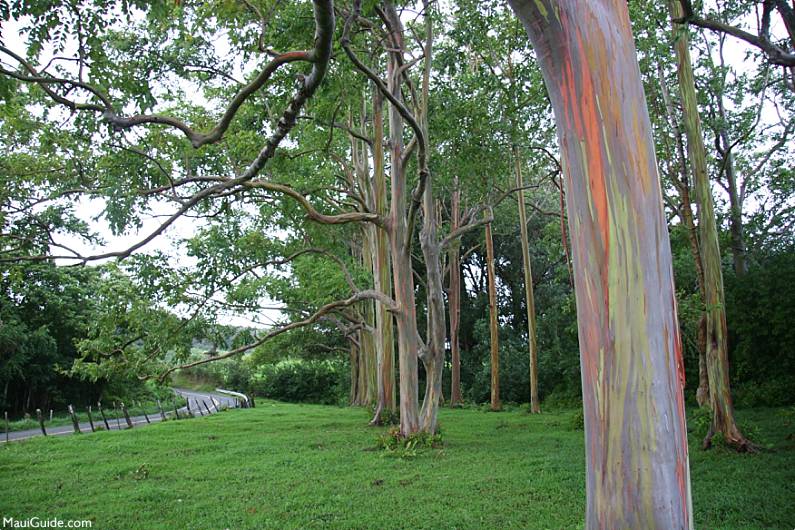 Hawaii Invasive Species Rainbow Eucalyptus
