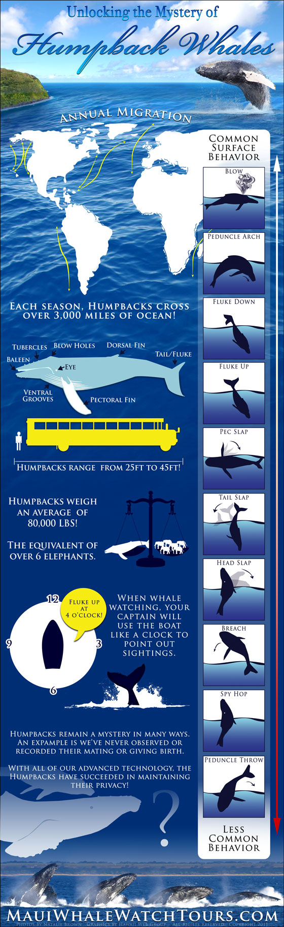 Humpback Whales Infographic