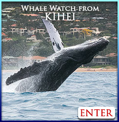 Kihei whale watching