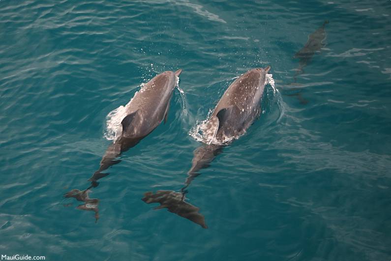 Lanai Dolphin Adventure Dolphins
