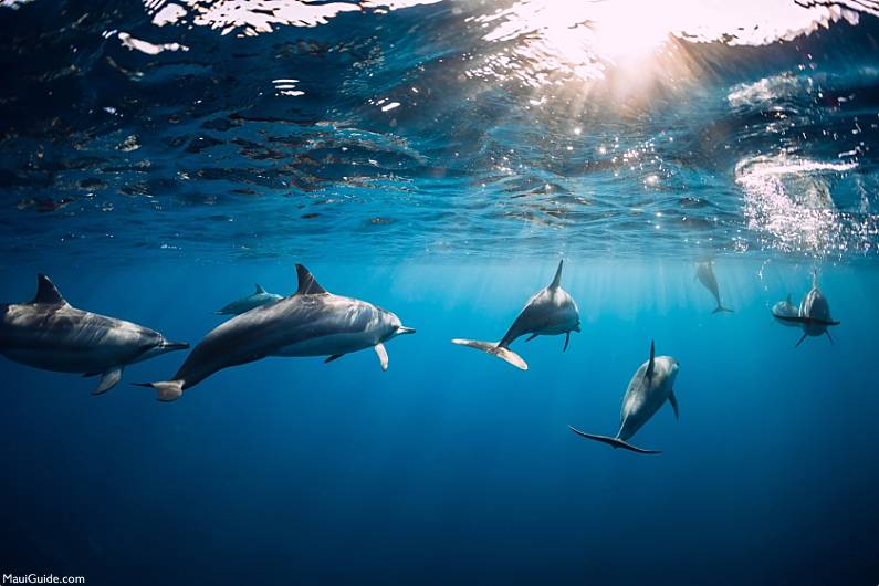 Lanai Snorkeling Dolphins