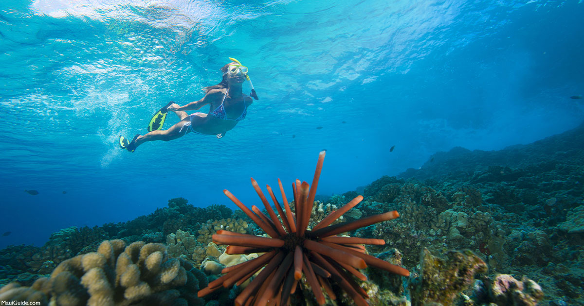 Lanai Snorkeling Map - Where to Snorkel on Lanaʻi