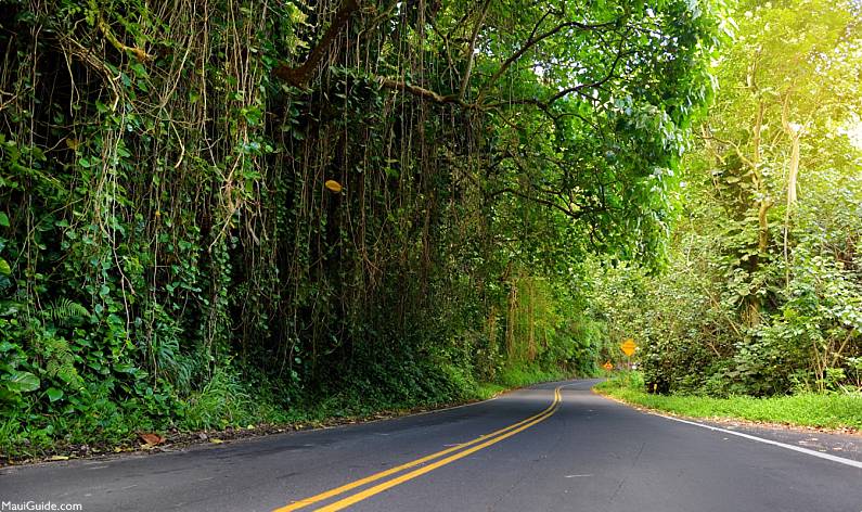 Maui Car Rentals Hana Highway