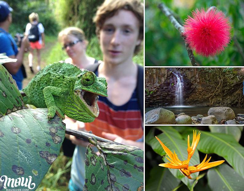 Maui Guided Tours Flora Fauna