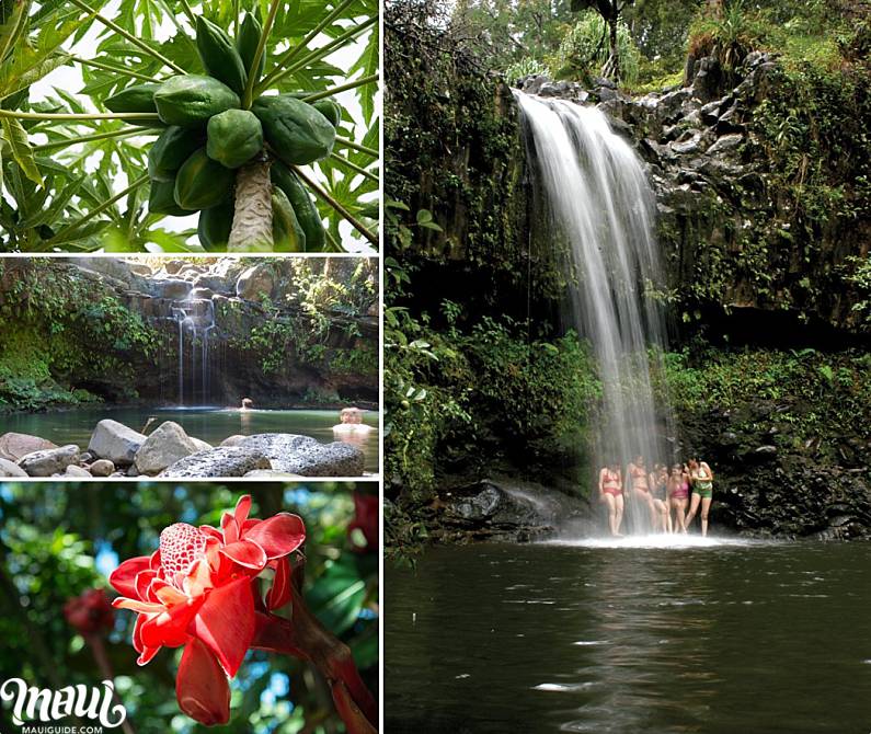 Maui Guided Tours Jungle