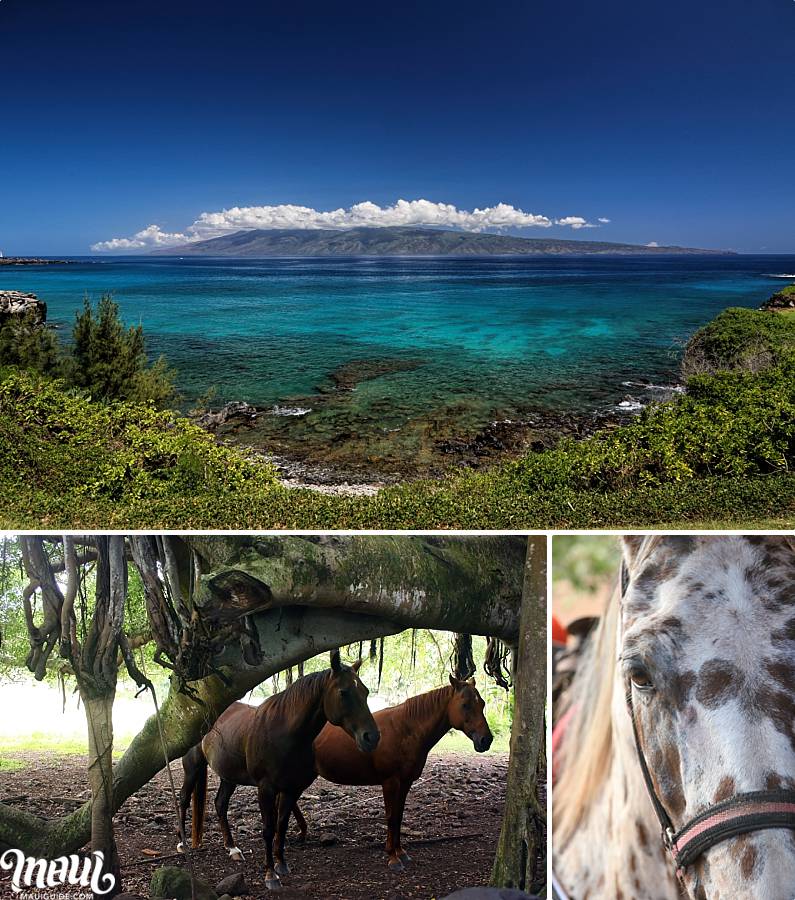 Maui Horseback Tours - West Maui Views