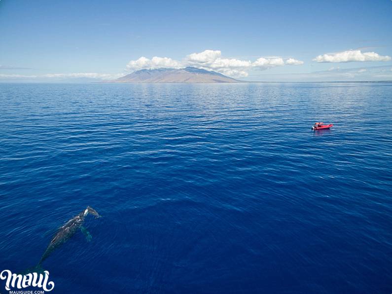 Maui Ocean Rafting Whale