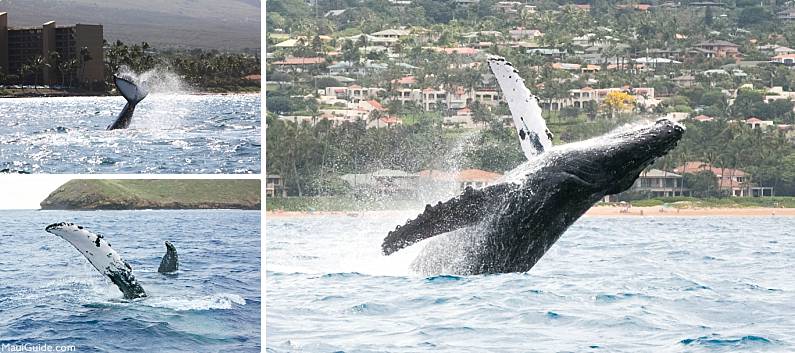 Maui Whale Watch Behavior