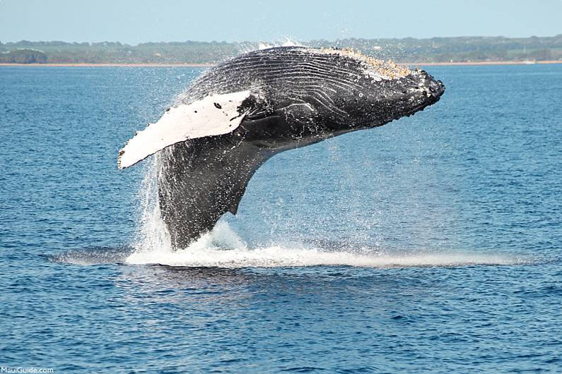 Maui Whale Watch Breach