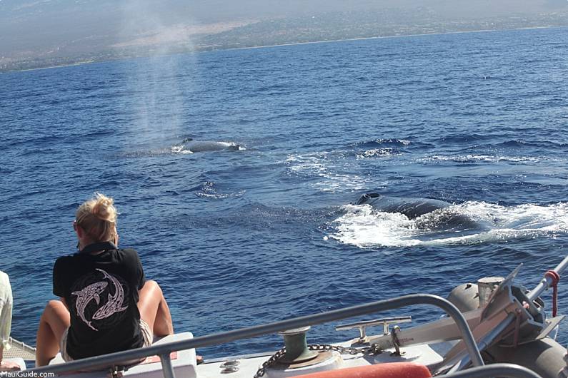 Maui Whale Watch Photography