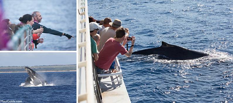 Maui Whale Watch Tours Underwater