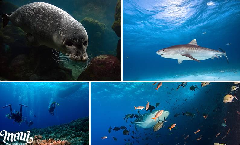 Molokai Scuba Diving Sea Life