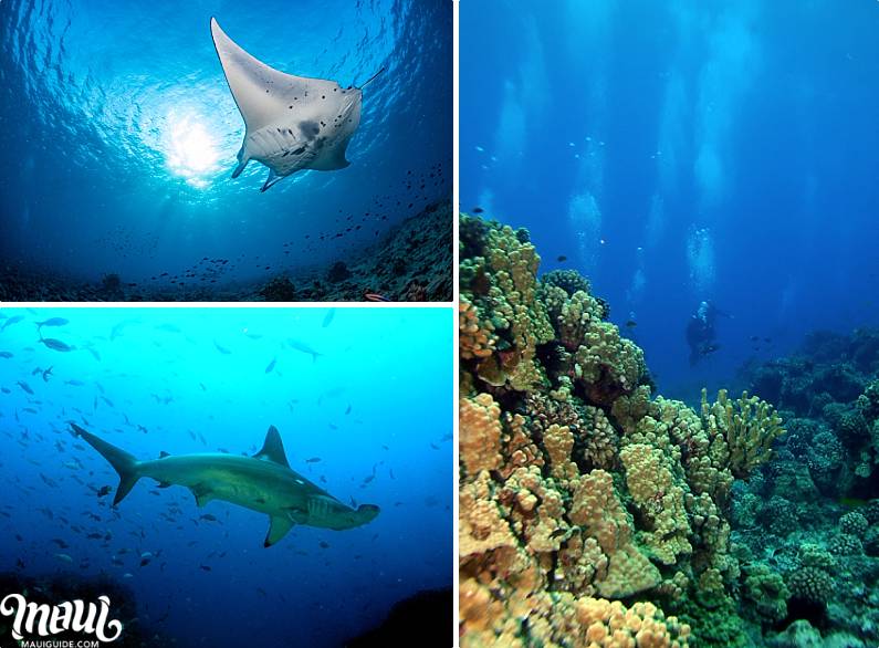 Molokai Scuba Diving Underwater