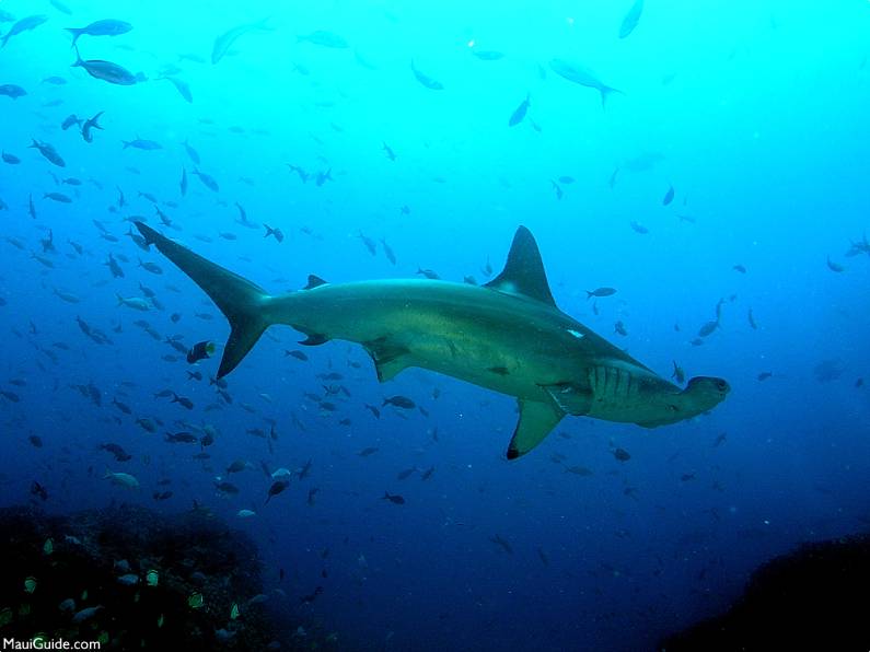 Hammerhead Sharks in Maui