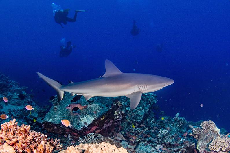 Reef Sharks in Maui