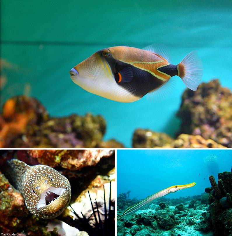 South Maui Scuba Diving Sea Life