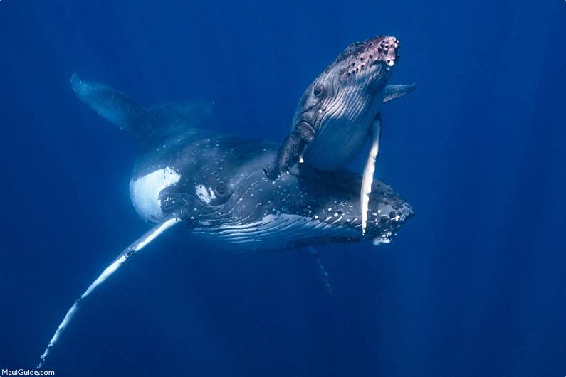 South Maui Scuba Diving Whales