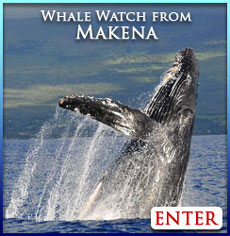 south Maui whale watch