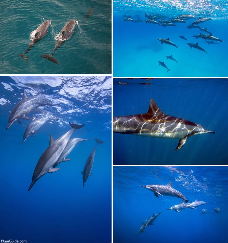 Spinner Dolphins Maui